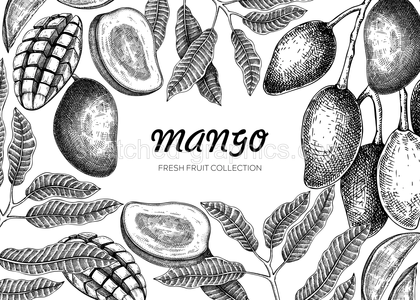 Exotic fruit background. Mango hand-drawn vector illustration. Mango fruit,  tree branches, leaves sketches. Vintage frame, juice packaging, print. Summer design element Illustration